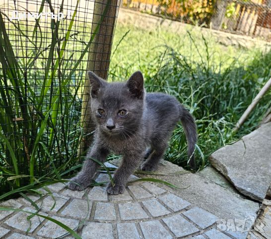 Подарявам 3 малки котенца, снимка 3 - Други - 46144517