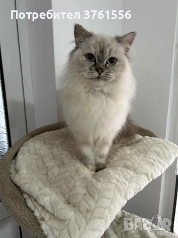 Персийско женско коте , снимка 5 - Персийска - 53438324
