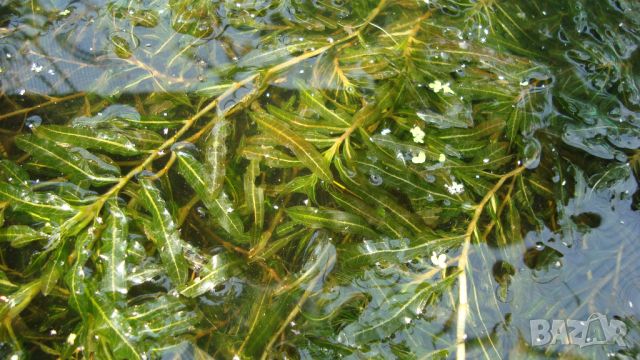 Къдрав ръждавец (Potamogeton crispus), снимка 1 - Градински цветя и растения - 45843640