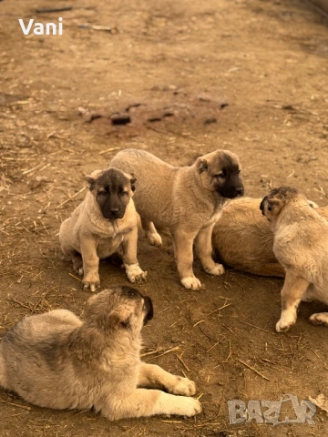 Кангал /кангалчета, снимка 5 - Кангал - 53914452