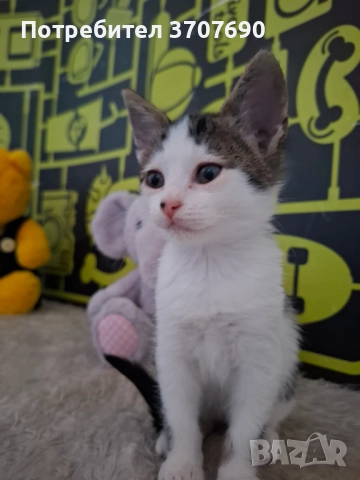 Мъжко котенце на 2,5месеца, снимка 7 - Други - 52014977