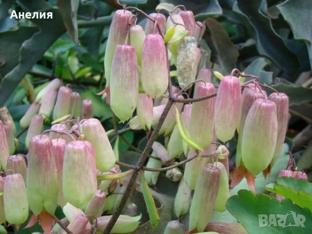 Каланхое лечебно хубави растения , снимка 3 - Стайни растения - 54219834