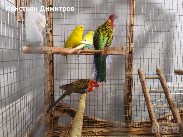 Работещ чифт пъстри розели и вълнисти, снимка 3 - Папагали - 53189548