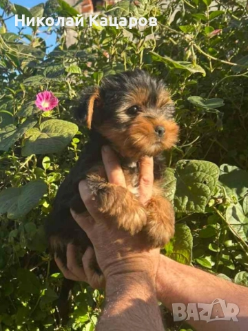 Йоркширски териер 