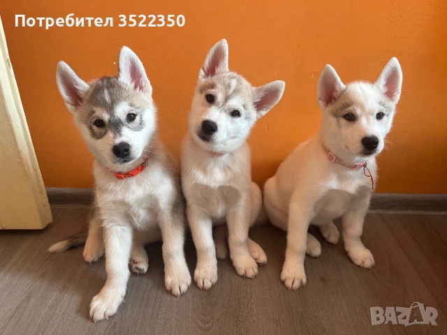 Бебета порода сибирско хъски 