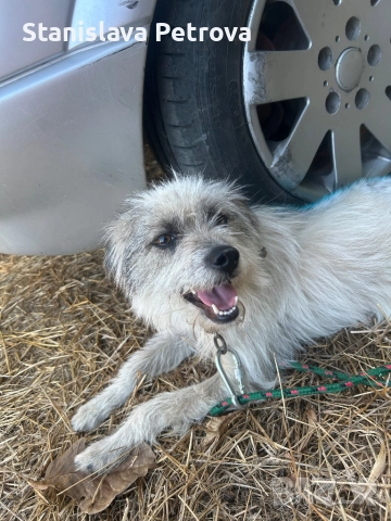 Подарявам кученце, снимка 2 - Други - 52346018