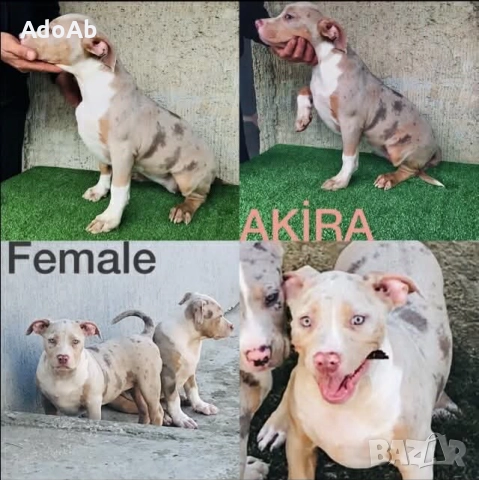 Були с родословие , снимка 8 - Питбул - 52672004