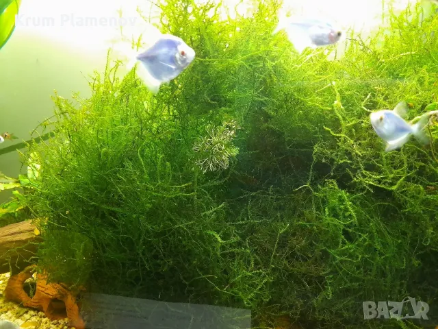 скариди и разстения, снимка 7 - Рибки - 49485333