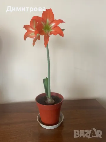 Цвете Амарилис / Хипеаструм - 2 цвята, снимка 2 - Стайни растения - 50009470