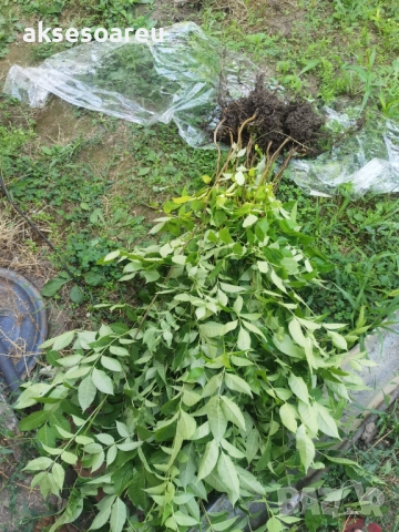 Нова здрава Еводия над метър Фиданки от медоносното дърво на пчеларя разсад високи дръвчета , снимка 14 - Разсади - 51647548