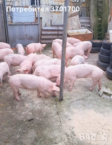 Продавам Малки Прасенца 25кг +