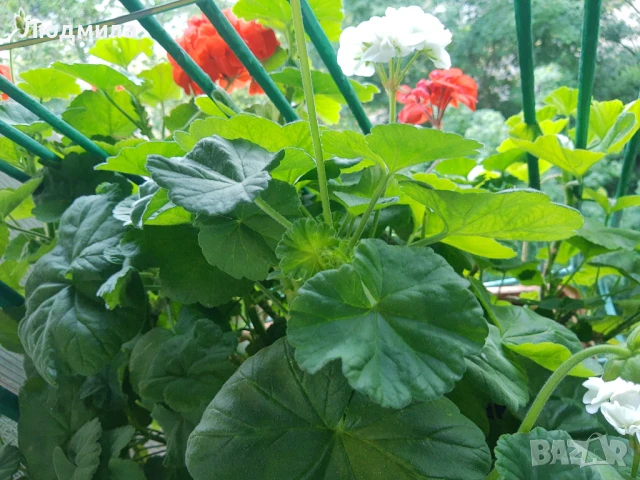 Мушкато,сандъчета,големи,отгледани,последни бройки,ДОГОВАРЯНЕ,готови за декорация и ползване за дома, снимка 2 - Градински цветя и растения - 50448492