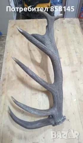 Рога от благороден елен, снимка 8 - Антикварни и старинни предмети - 50062175
