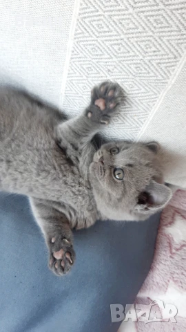 Продавам британски късокосмести котета, снимка 13 - Британска късокосместа - 46684108