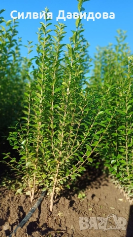 0.70лв. Лигуструм на гол корен, снимка 10 - Градински цветя и растения - 52189521