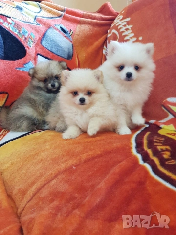 Померан померани свободни Гр. София