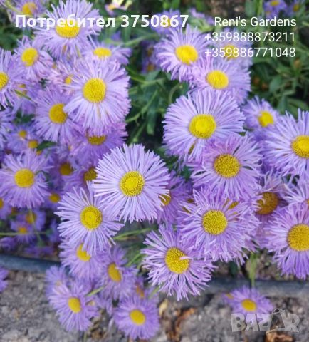 💜 МНОГОГОДИШНА АЛПИЙСКА АСТРА
 /Aster alpinus/ 💜, снимка 1 - Градински цветя и растения - 45580685