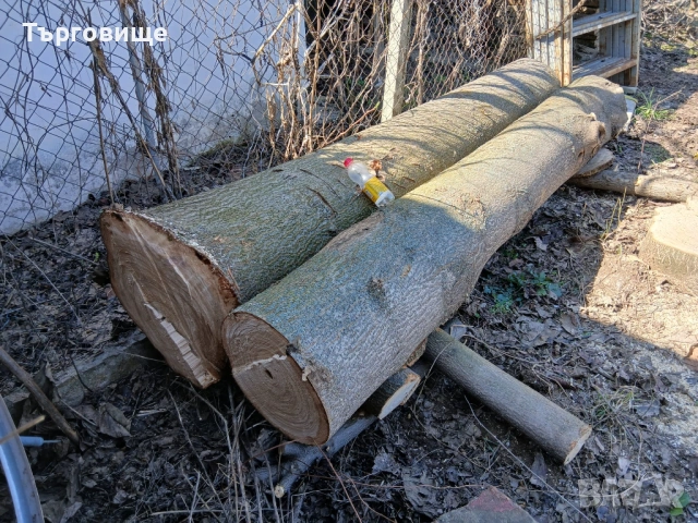 Трупи Пауловния 