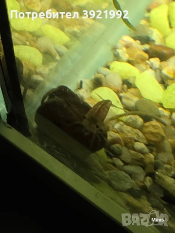 Малки охлюви Неретина, снимка 2 - Рибки - 53641058