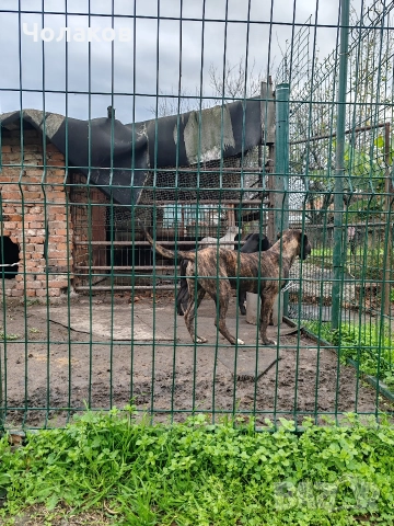 Presa argentino , снимка 7 - Дого аржентино - 50600443