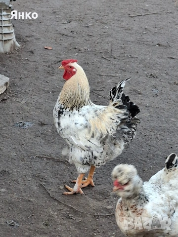 Домашни петли, снимка 11 - Кокошки и пуйки - 52912712