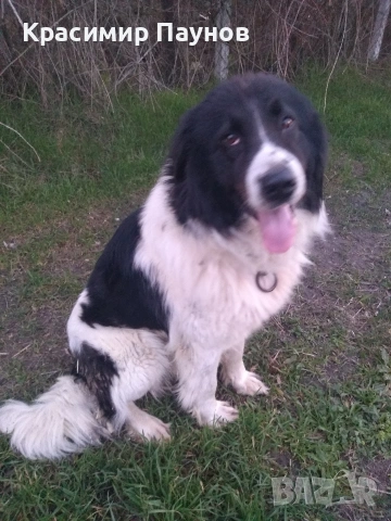 Малки  каракачанки . 4 месеца ., снимка 2 - Каракачанска овчарка - 53821136