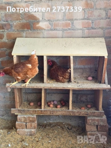 Кокошки за яйца