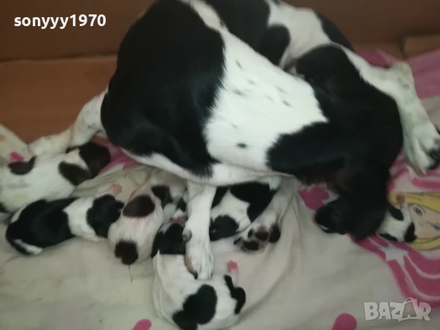 ДЖАК РЪСЕЛ БЕБЕТА 1308251846, снимка 9 - Джак ръсел териер - 51357335