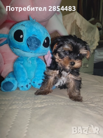 Йоркширски териер 