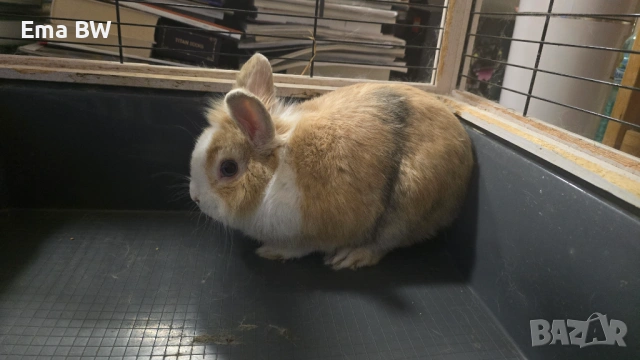 Подаряваме декоративно зайче!, снимка 2 - Декоративни зайчета - 53144686