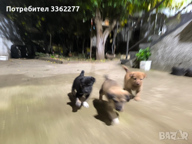 Кученца, снимка 3 - Други - 52153328