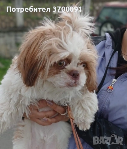 Ши тцу, снимка 3 - Ши Тцу - 53886422