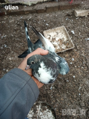 Продавам гълъби арабски смеяч