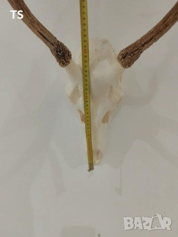 Череп с рога , снимка 2 - Други - 53748064
