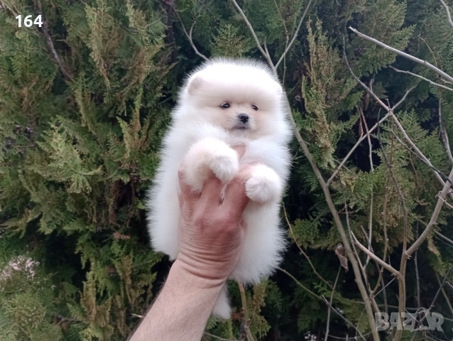 Мъжки и женски Померани. Реални снимки от 22.03.26 г. , снимка 6 - Померан - 53910902