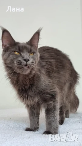 Мейн кун коте, снимка 15 - Мейн кун - 35948872