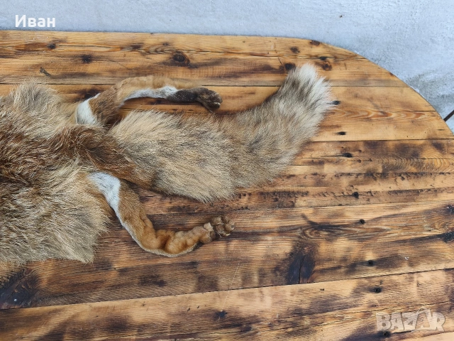 яка от лисица / кожа от лисица , снимка 6 - Антикварни и старинни предмети - 53697346