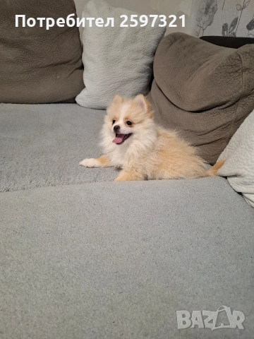 Померан, снимка 4 - Померан - 53011352