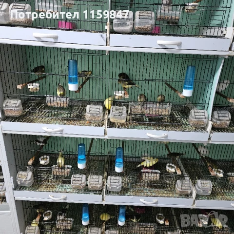 Канарчета , снимка 5 - Канари - 51305502