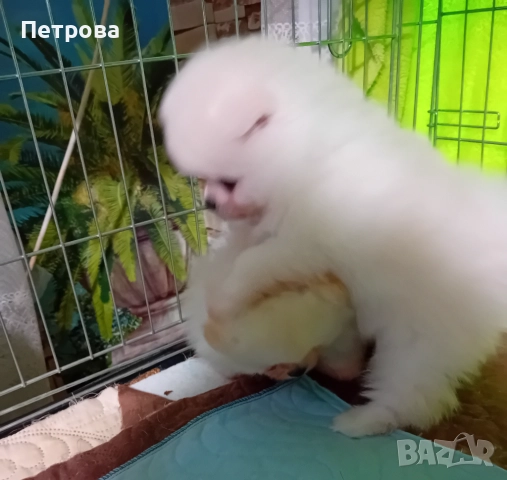 Померанче момче