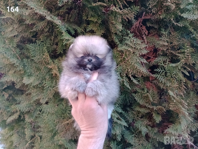 Мини Померан. Реални снимки от 16.03.26 г. Миниатюрно момче ., снимка 5 - Померан - 53854224