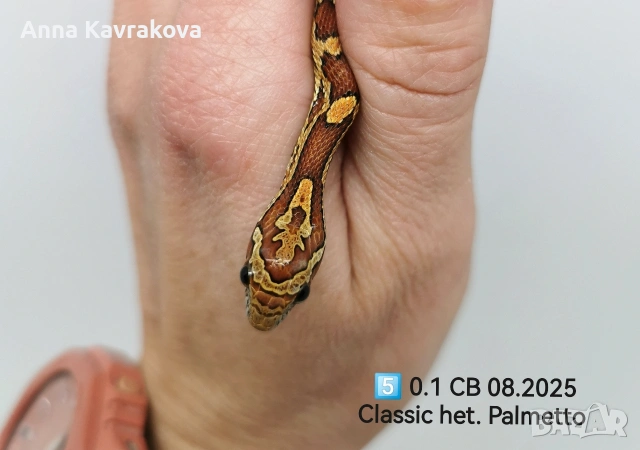 Царевични смоци /царевичен смок , снимка 12 - Змии - 54011711