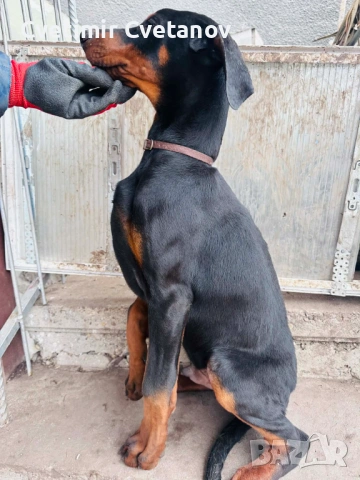 Доберманчета с родословни родители