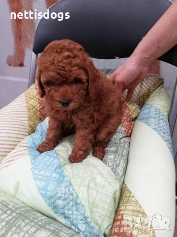 Истински Той Пудел