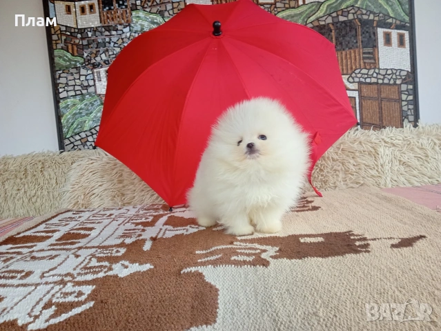 Бели мини Померани. Реални снимки от 04.04.26 г.