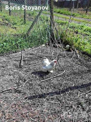 3 чифта мини кохин, снимка 6 - други­ - 54173590