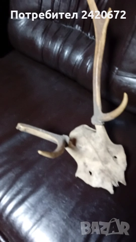 автентичен ловен трофей, снимка 3 - Антикварни и старинни предмети - 53424713