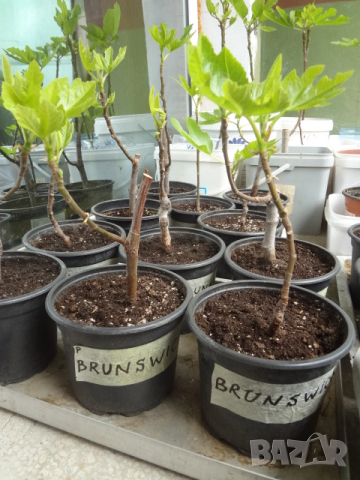Смокини - 2 сорта - Блек Мишън и Брънсуик, снимка 4 - Разсади - 54092194