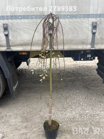 Плачеща върба Salix caprea kilmarnock, снимка 3 - Градински цветя и растения - 53902313