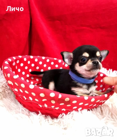 продавам чихуахуа 